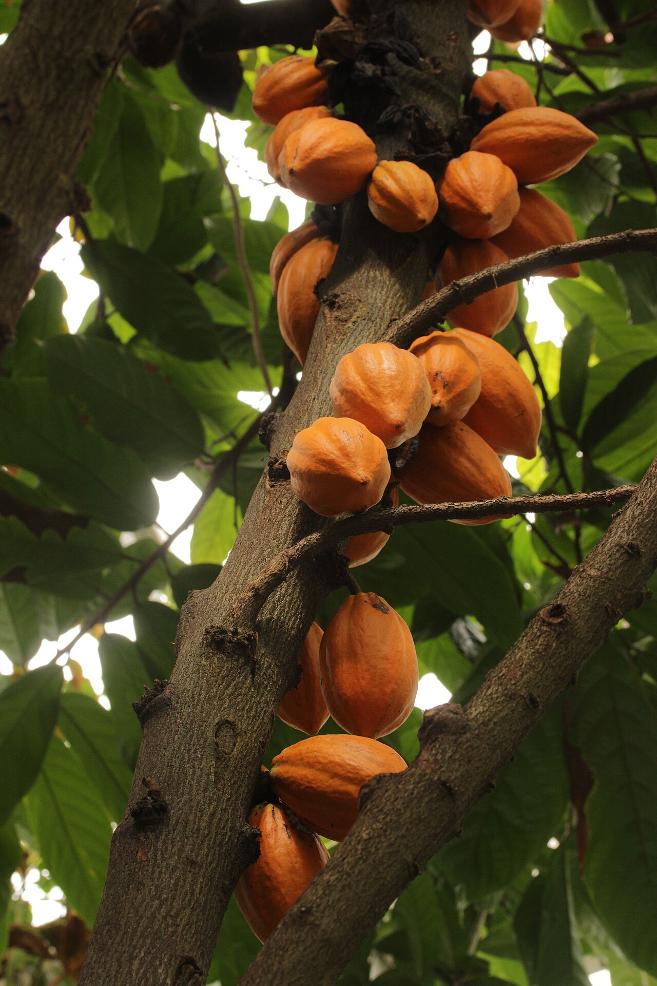 Destino Fazenda de Cacau: A Origem do Chocolate na Bahia