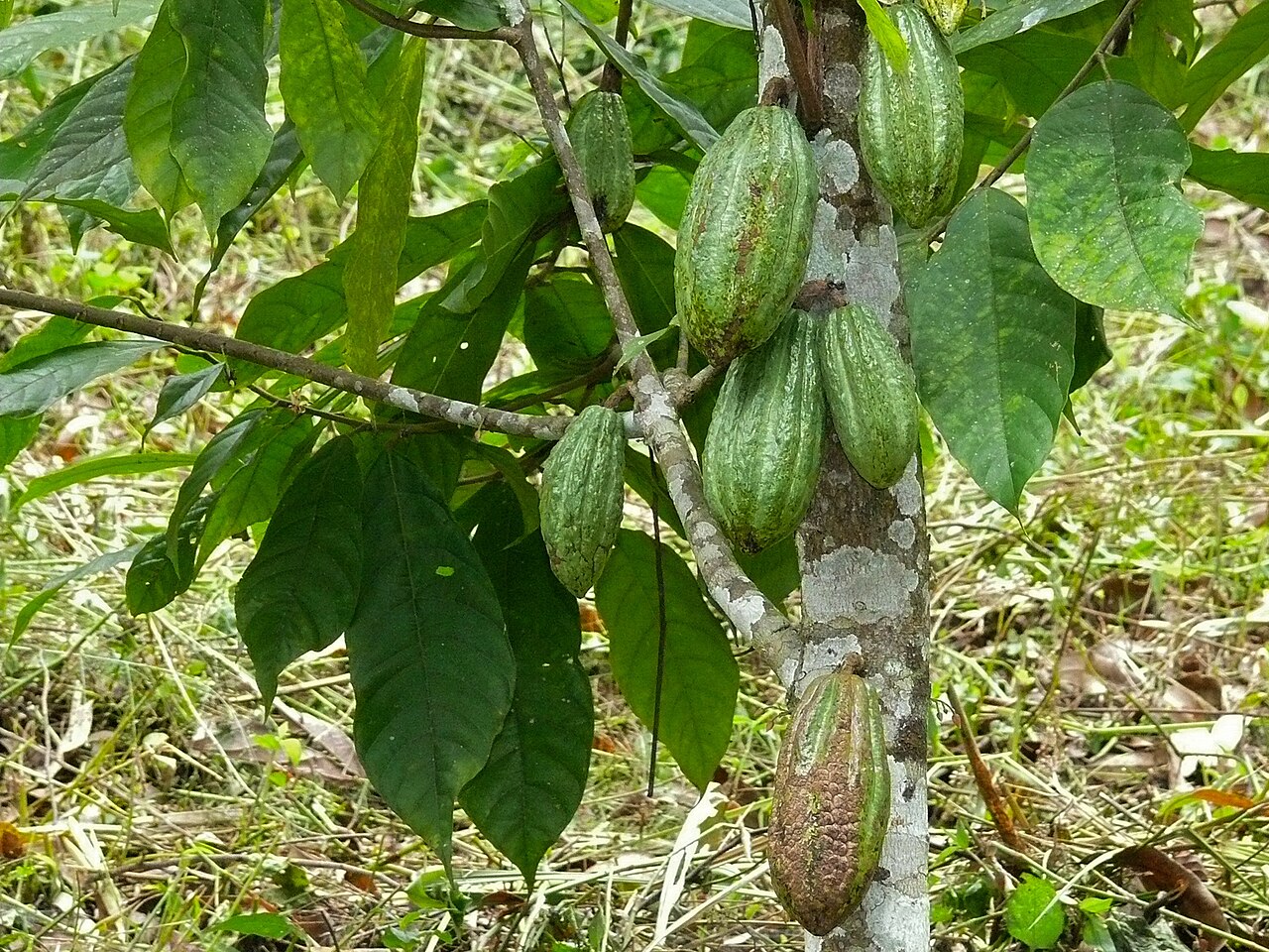 Destino Fazenda de Cacau: A Origem do Chocolate na Bahia